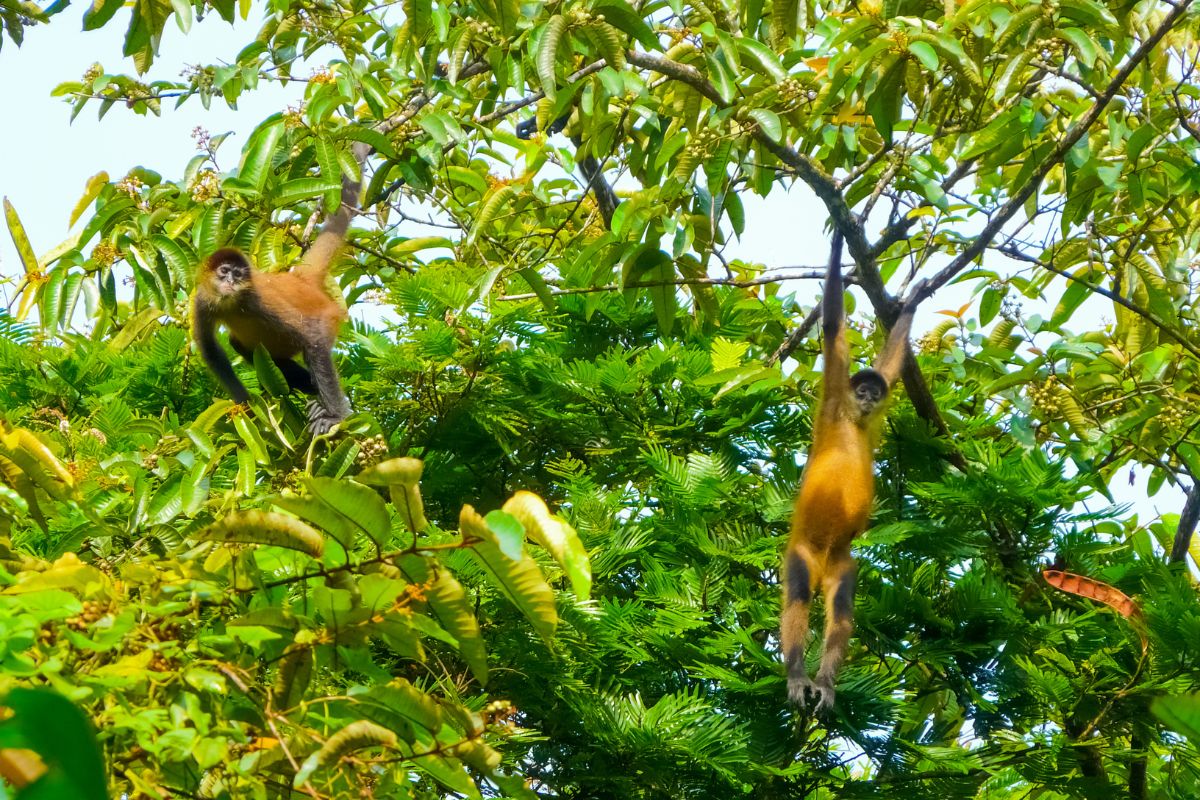 Costa Rica básica en coche de alquiler