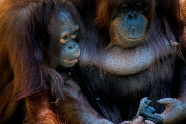 Orangutan Semenggoh