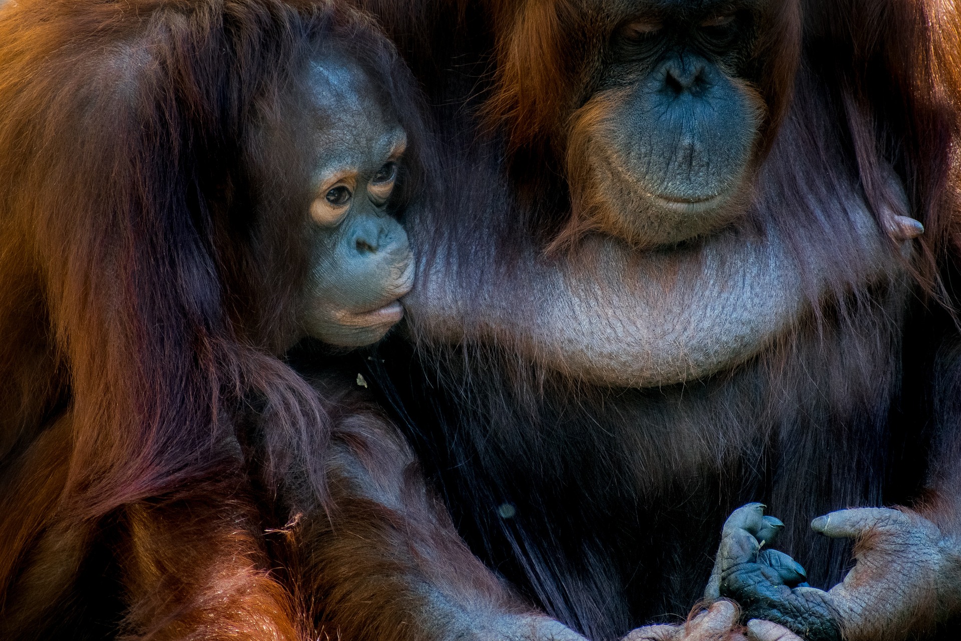Orangutan Semenggoh