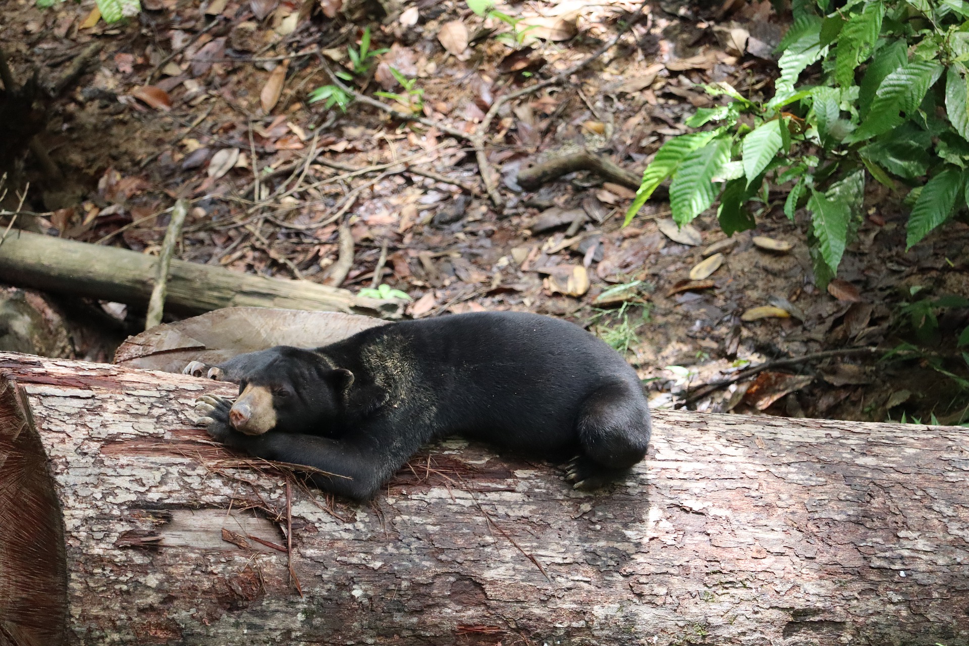 Borneo natural