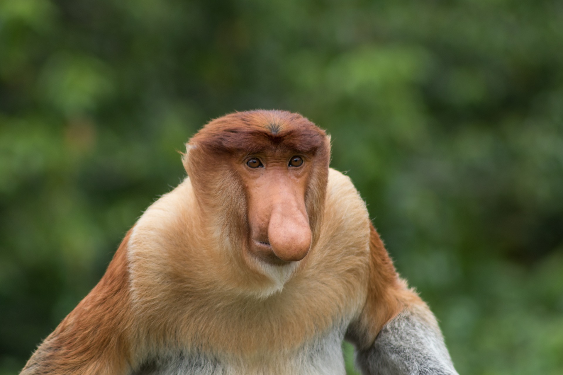 Borneo natural