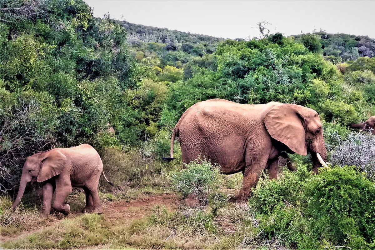 Ruta Jardín en coche de alquiler con safari en reserva privada