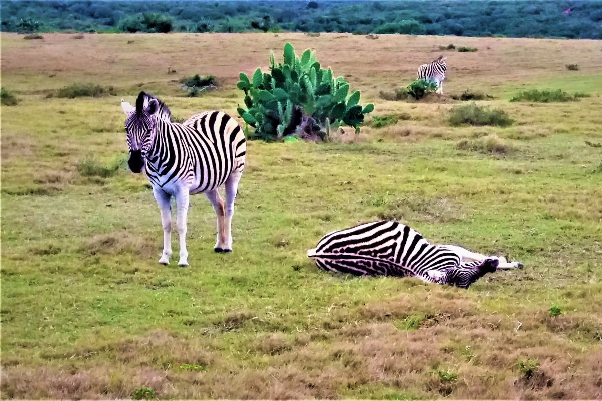 Ruta Jardín en coche de alquiler con safari en reserva privada