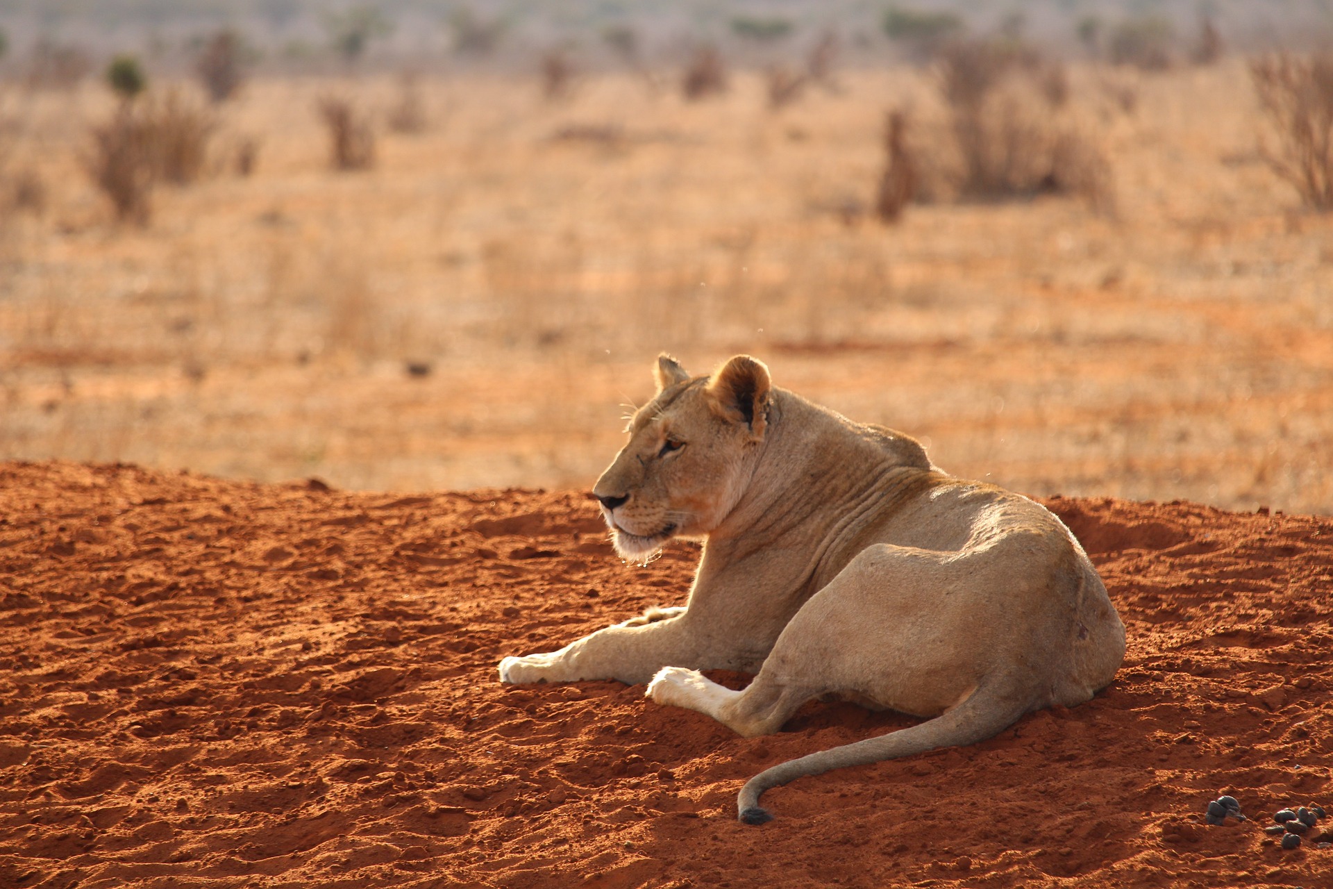Safari El tren de la luna y Mombasa