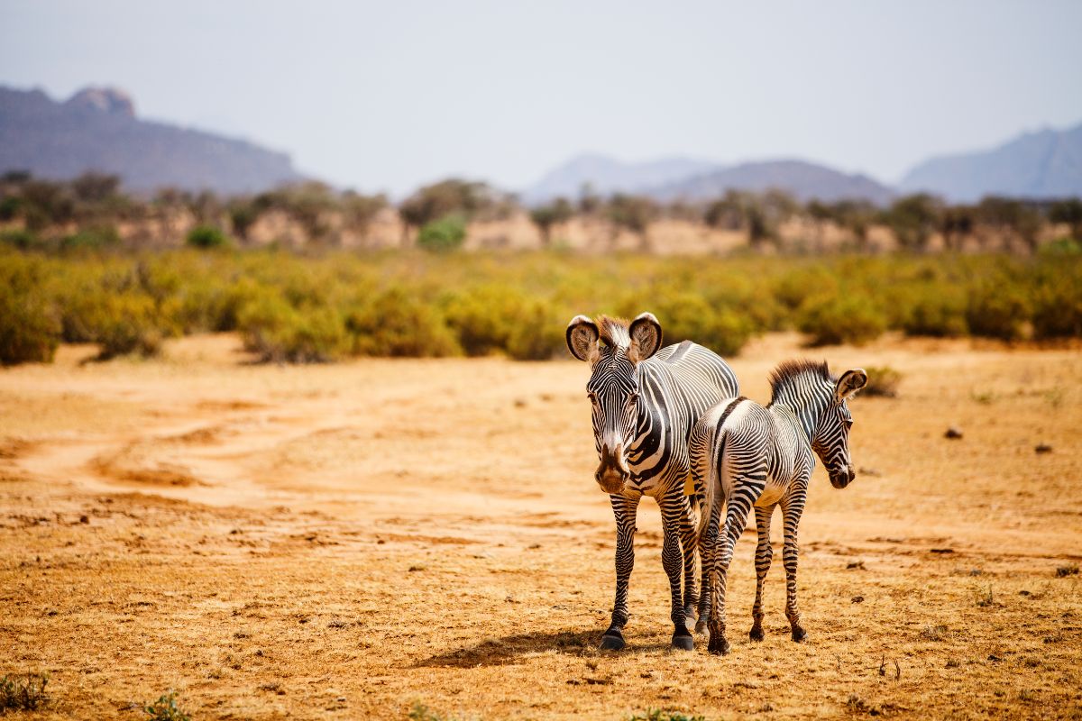 Safari Rudisha en Kenia
