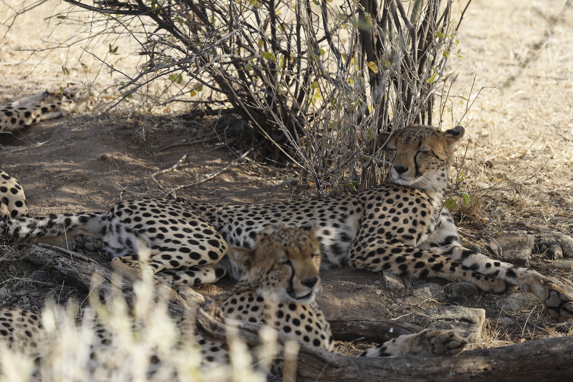 Safari Rudisha en Kenia