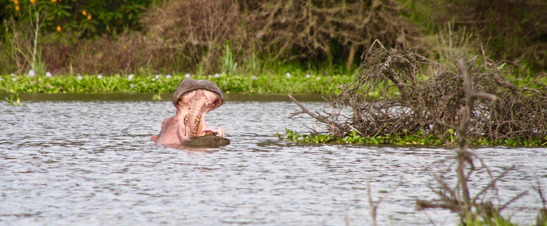 Safari Rudisha en Kenia