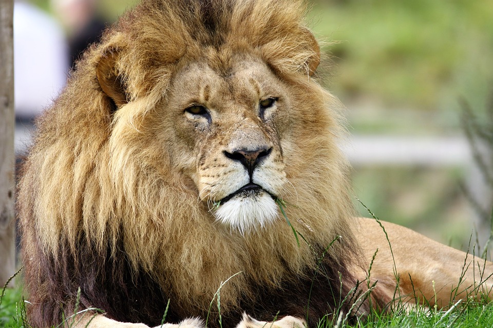 Safari Rudisha en Kenia