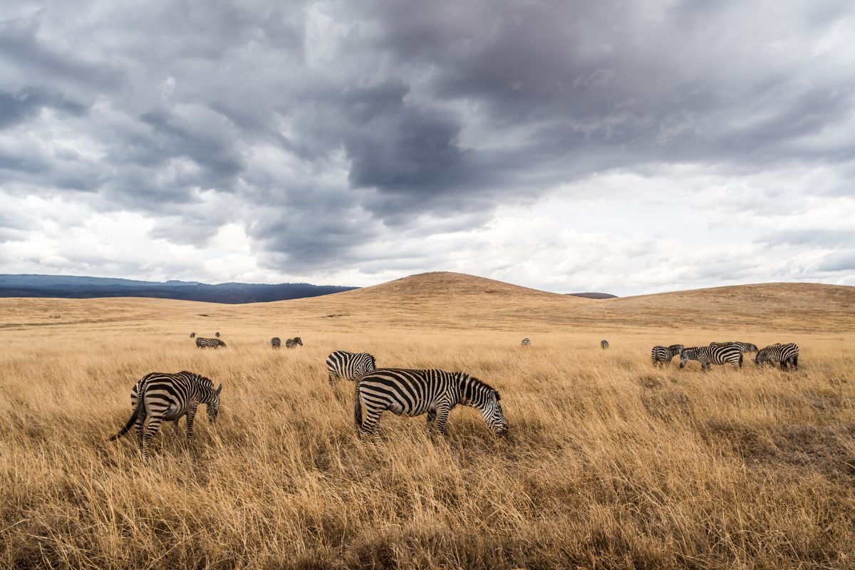 Safari privado Olduvai en Tanzania