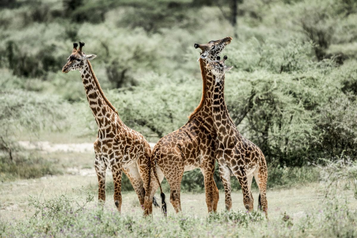 Safari Siguiendo la Migración y  Zanzíbar De Lujo