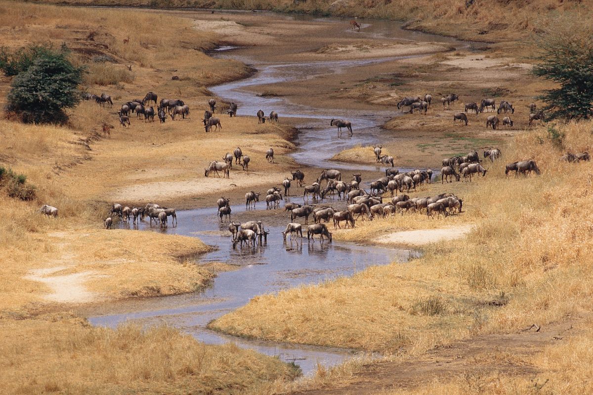 Safari Siguiendo la Migración y  Zanzíbar De Lujo