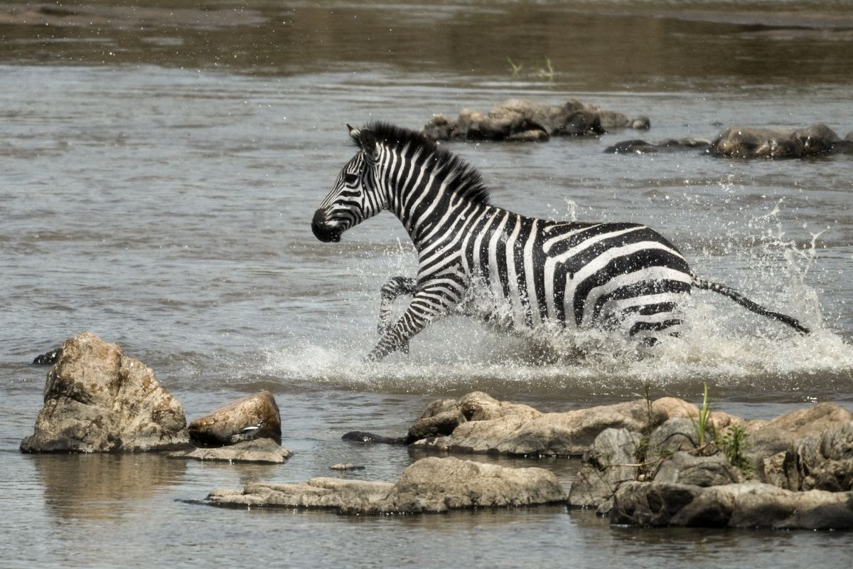 Safari privado ruta norte de Tanzania