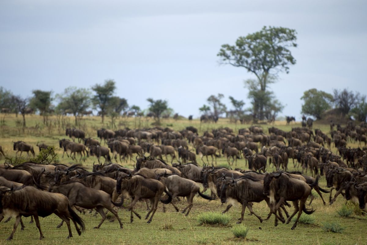 Safari Privado Ruta Norte De Tanzania