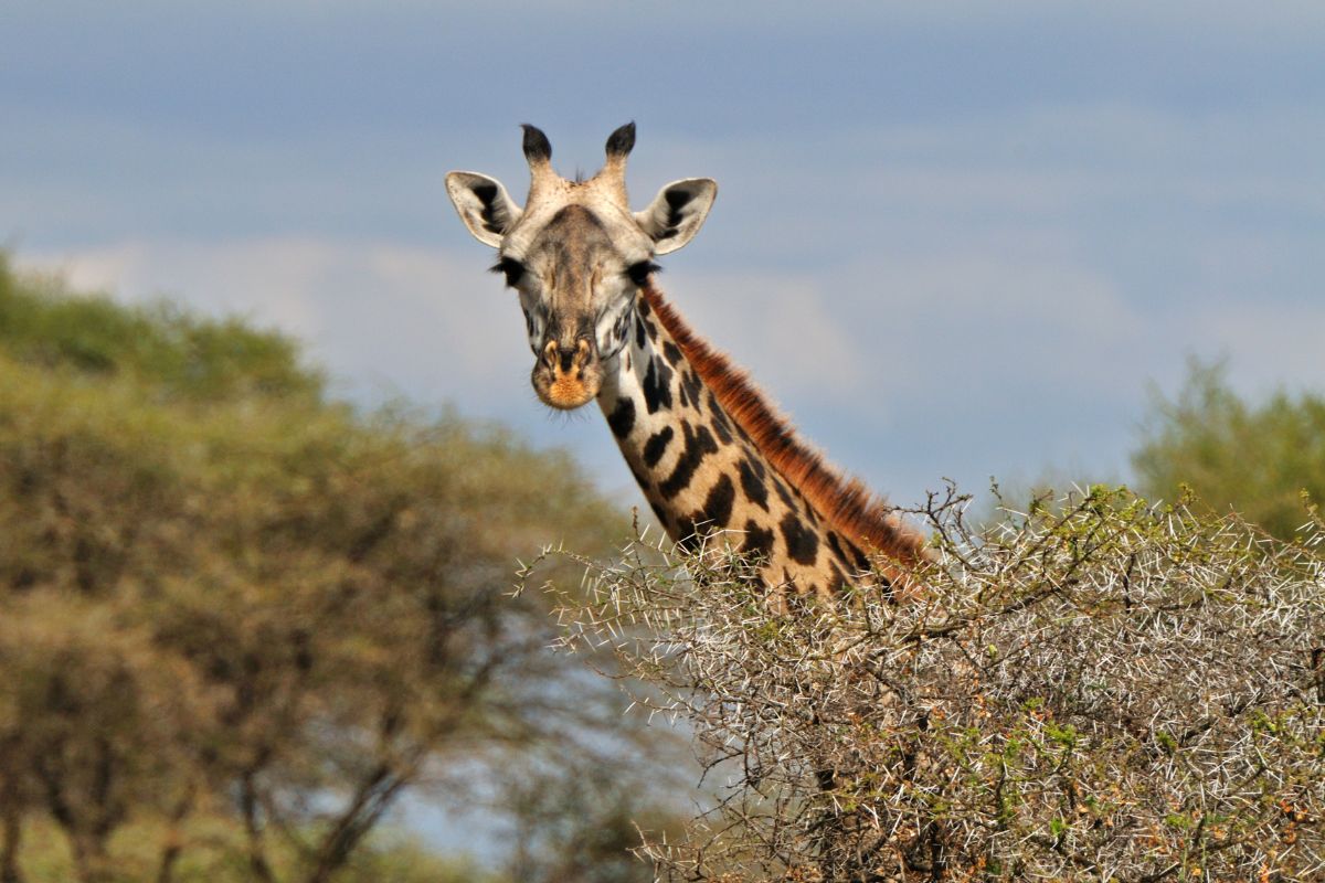 Tanzania soñada