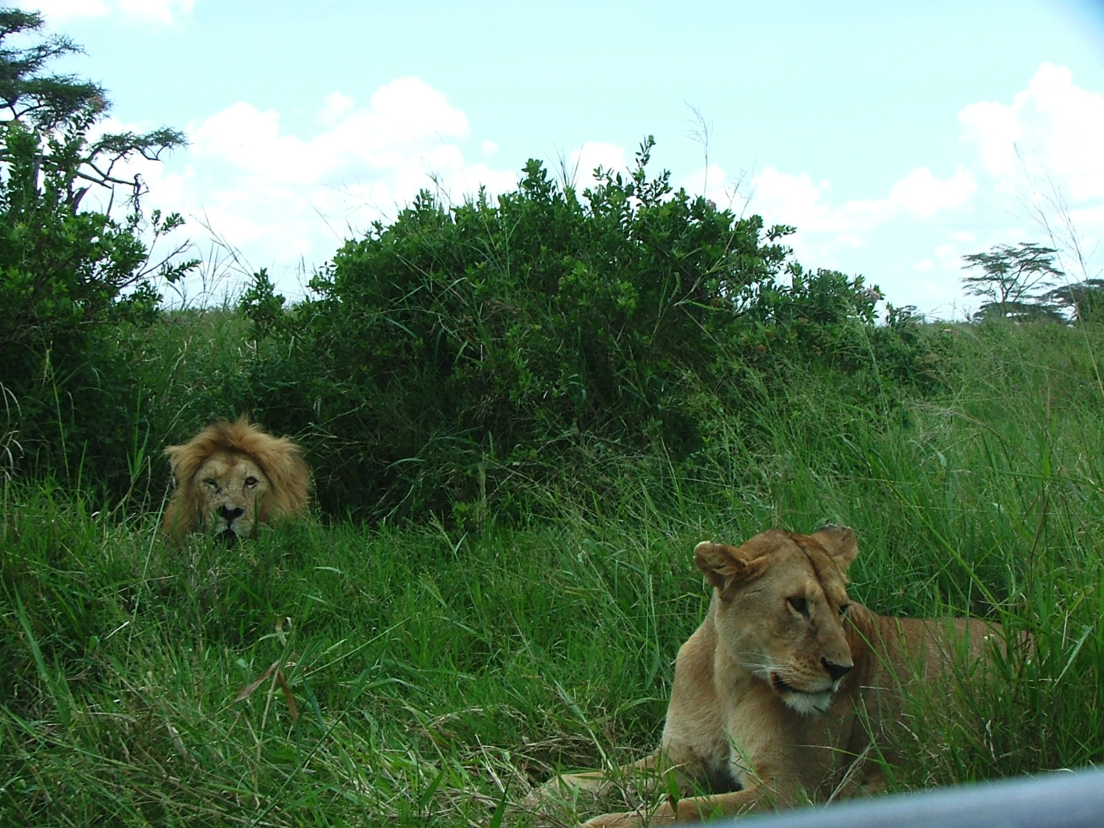 Tanzania Sonada