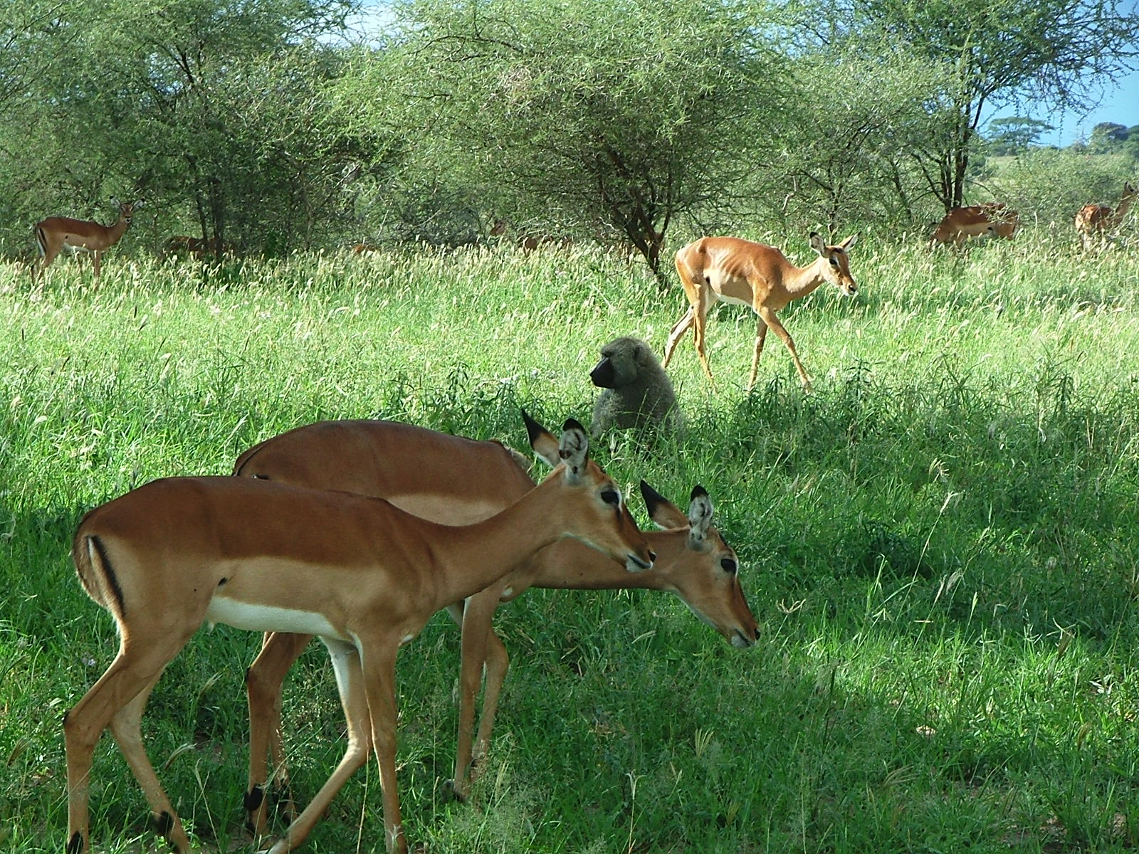 Safari Kemkem en Kenia y Tanzania