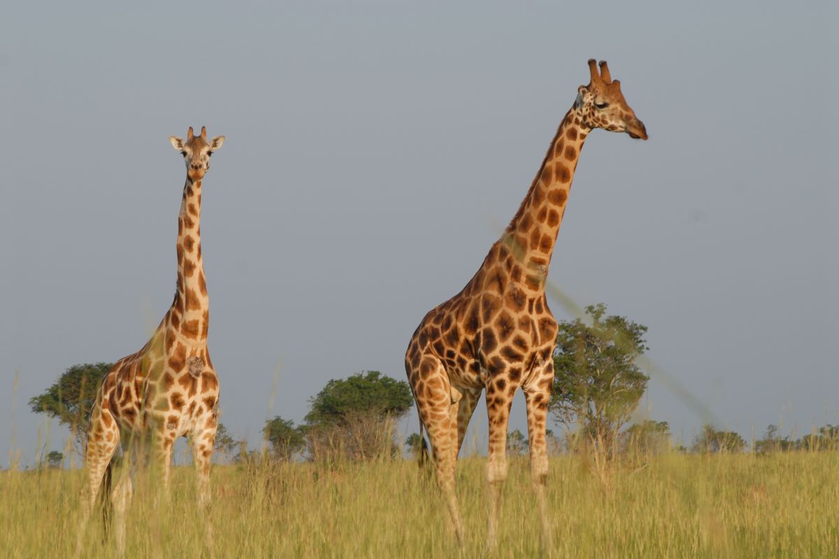 Uganda al Completo
