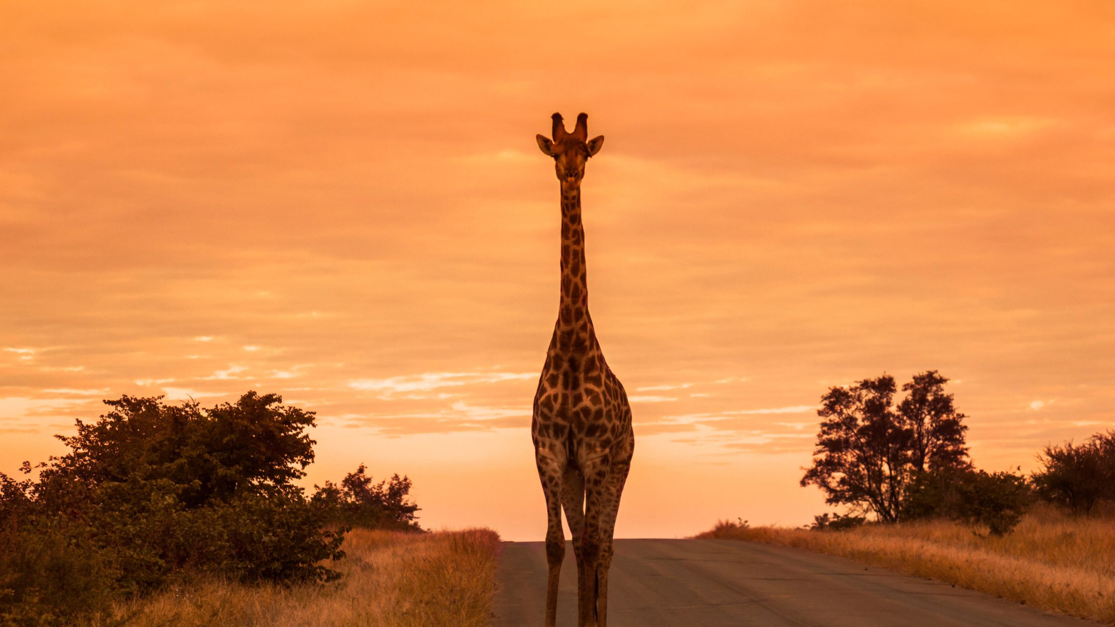 Sudáfrica