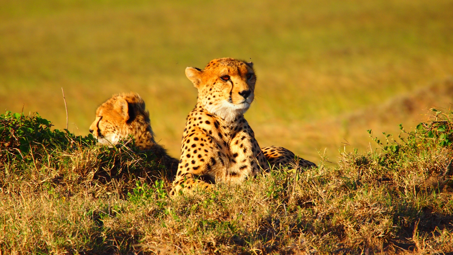 Safari Rasmi en Kenia