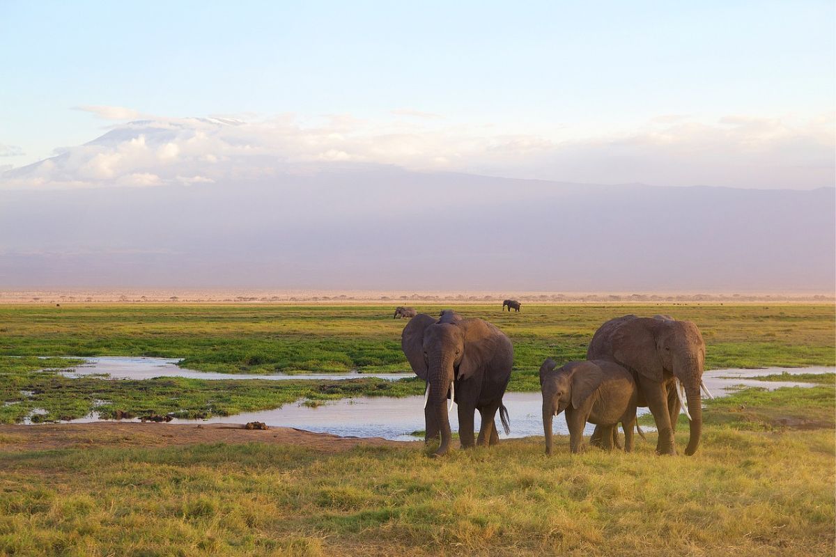 Safari Riziki en Kenia