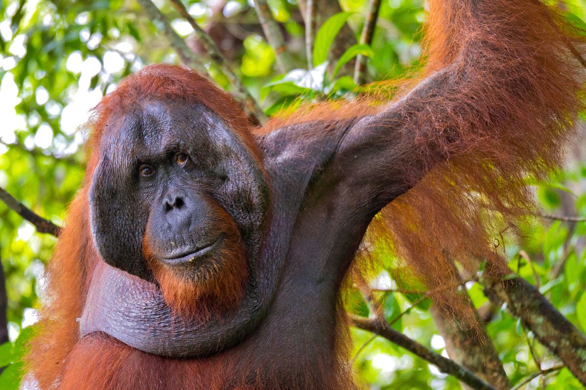 Borneo, Java & Bali