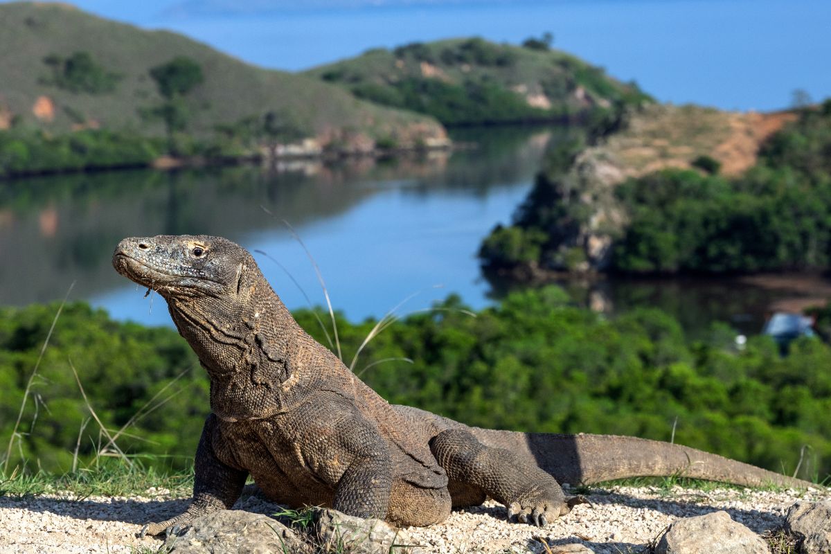Bali imprescindible y dragones de Komodo