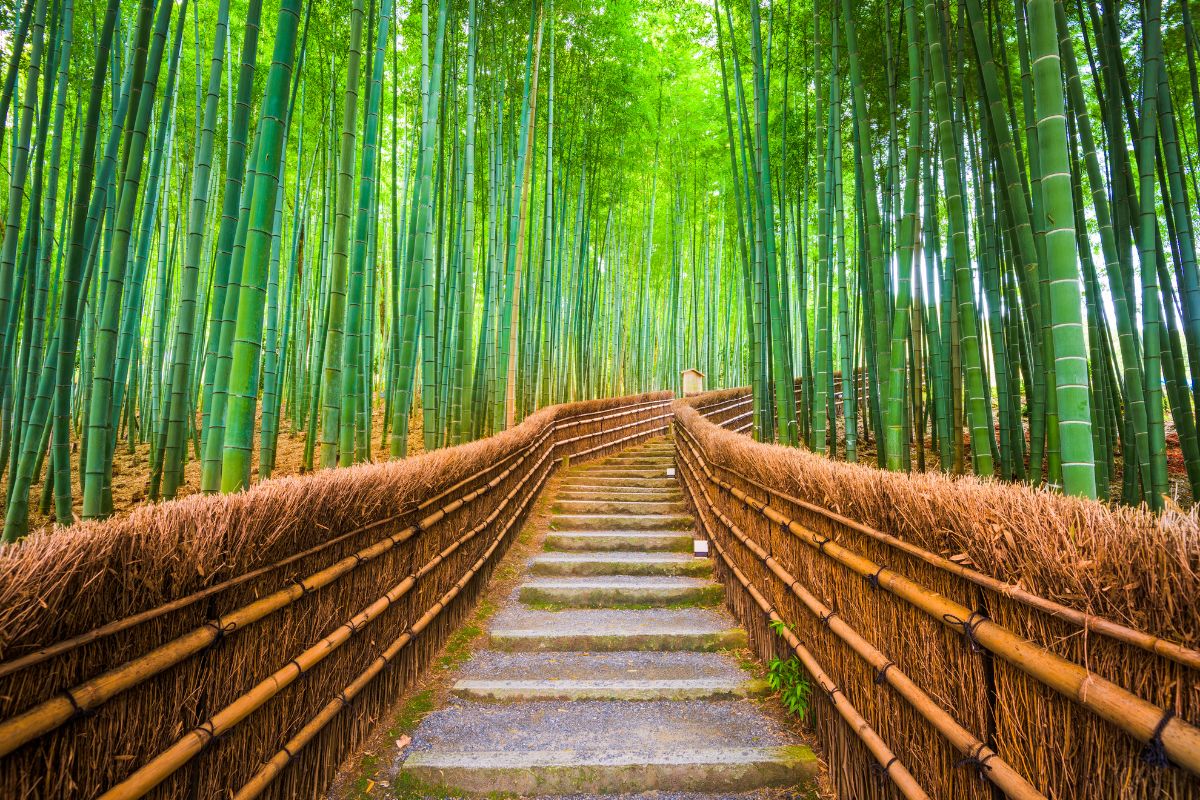 Nuevo Japon Espiritual