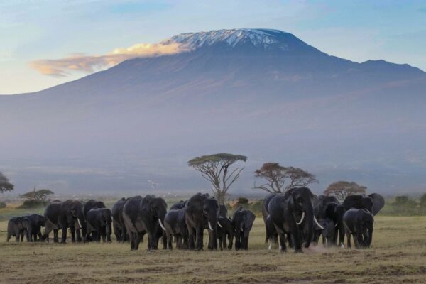 Amboseli Kenia Amboseli Kenia