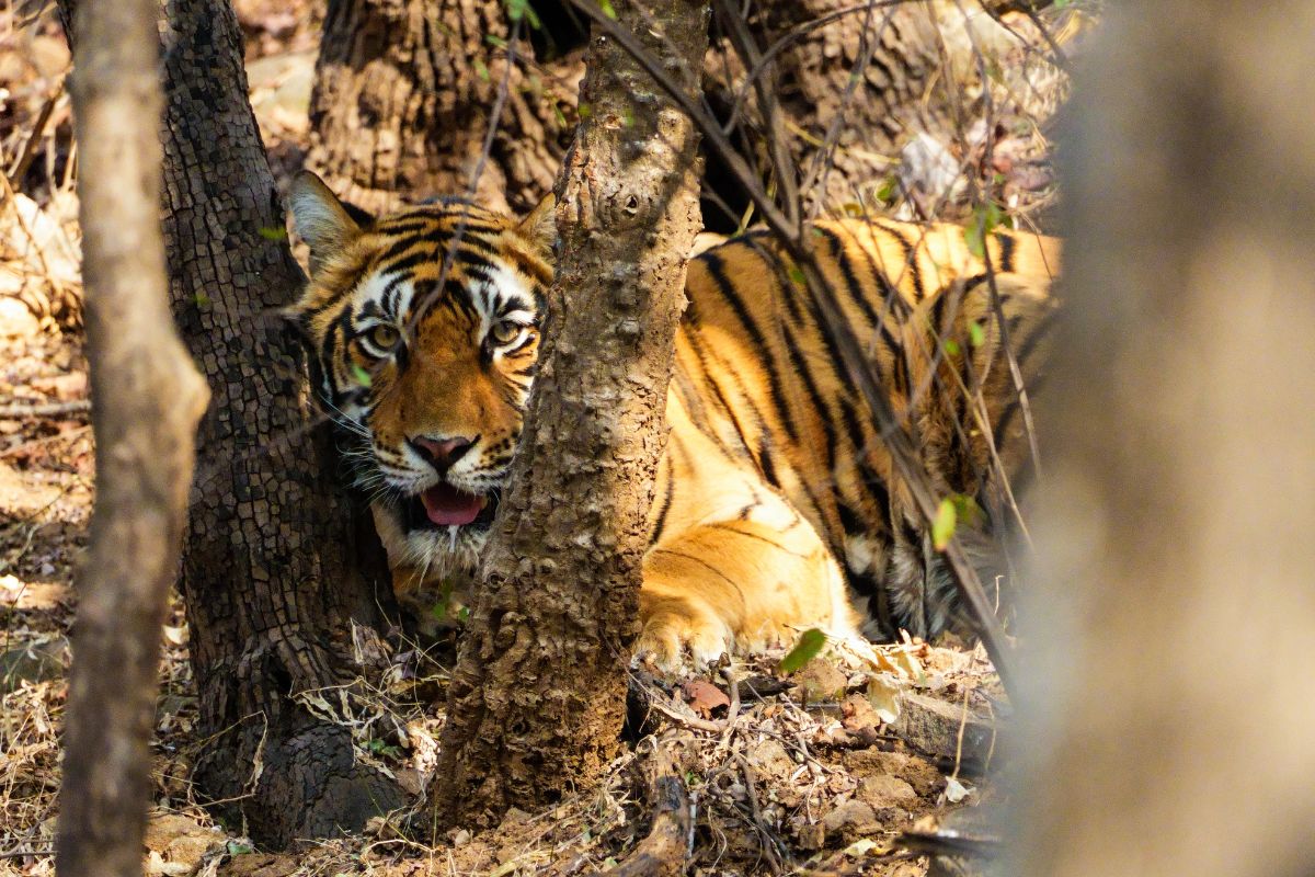 Triángulo dorado con Ranthambore