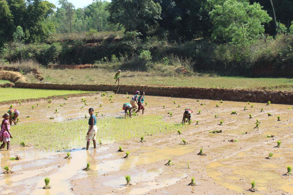 Tribus de Orissa