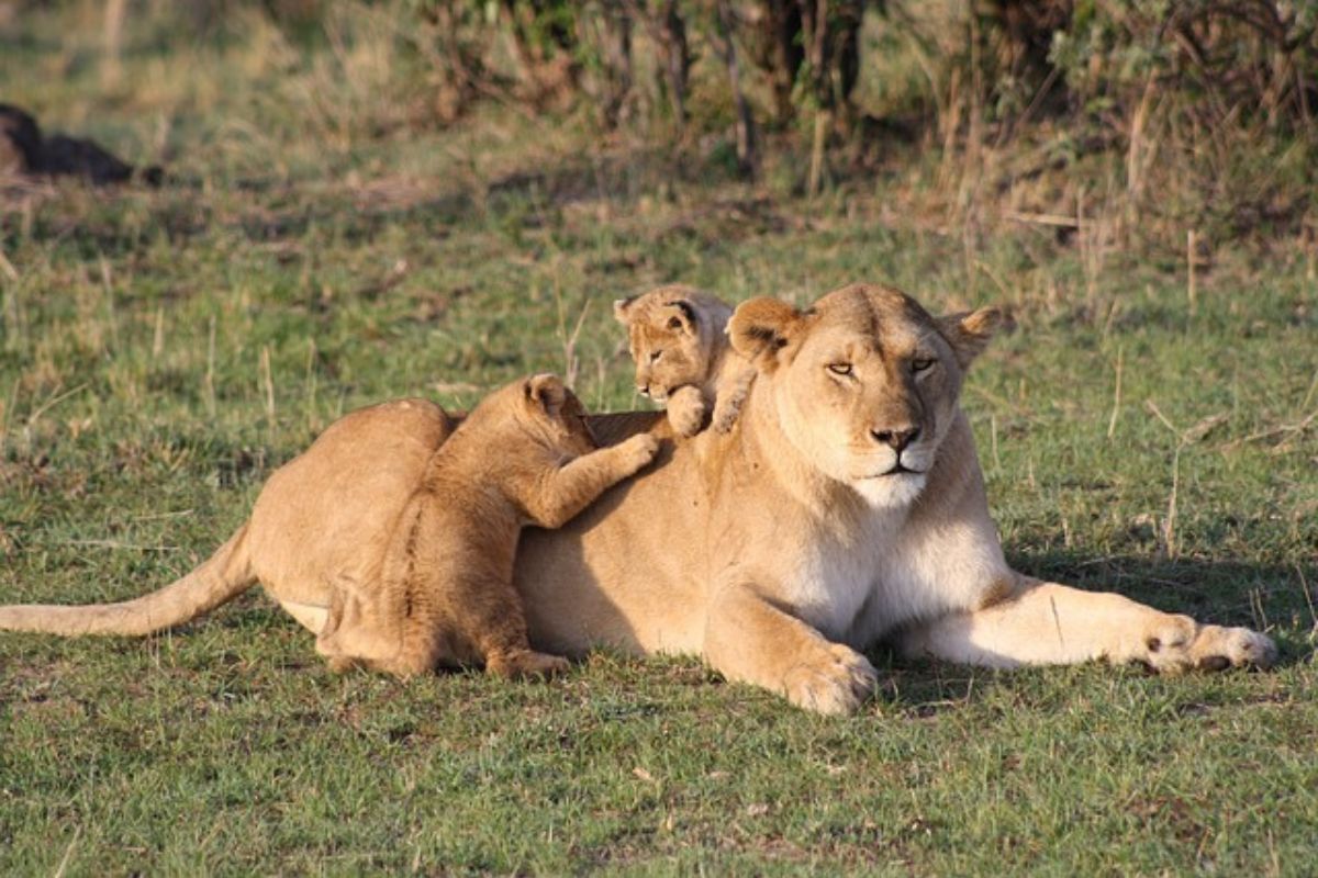 Safari Nyumbu en Kenia