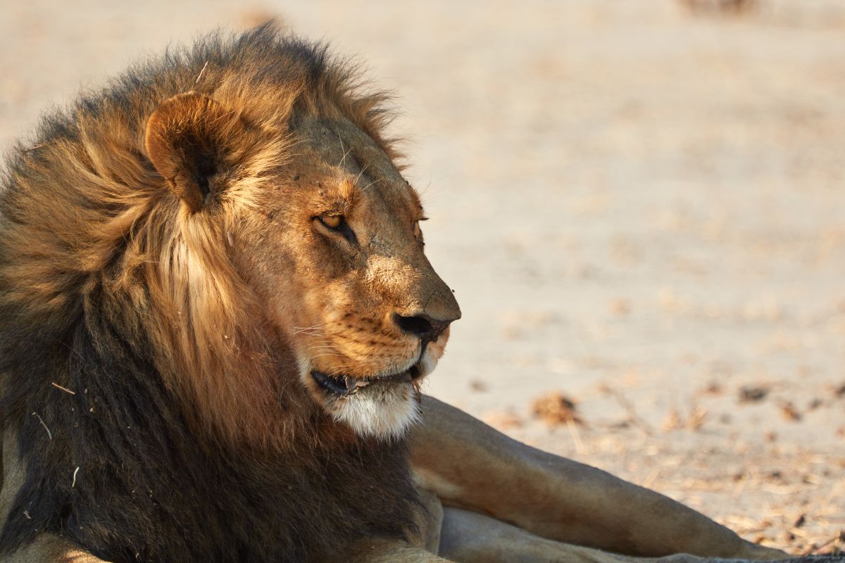 Contrastes de Botswana