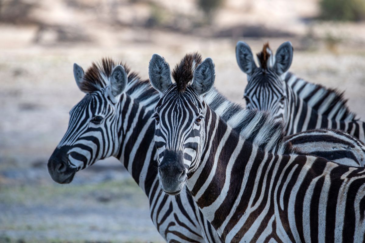 Salares y Okavango