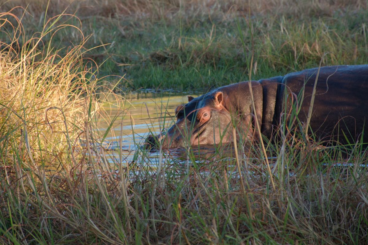 Contrastes de Botswana