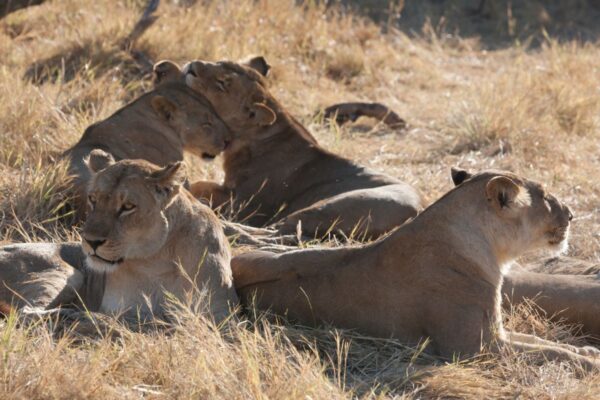 leones 