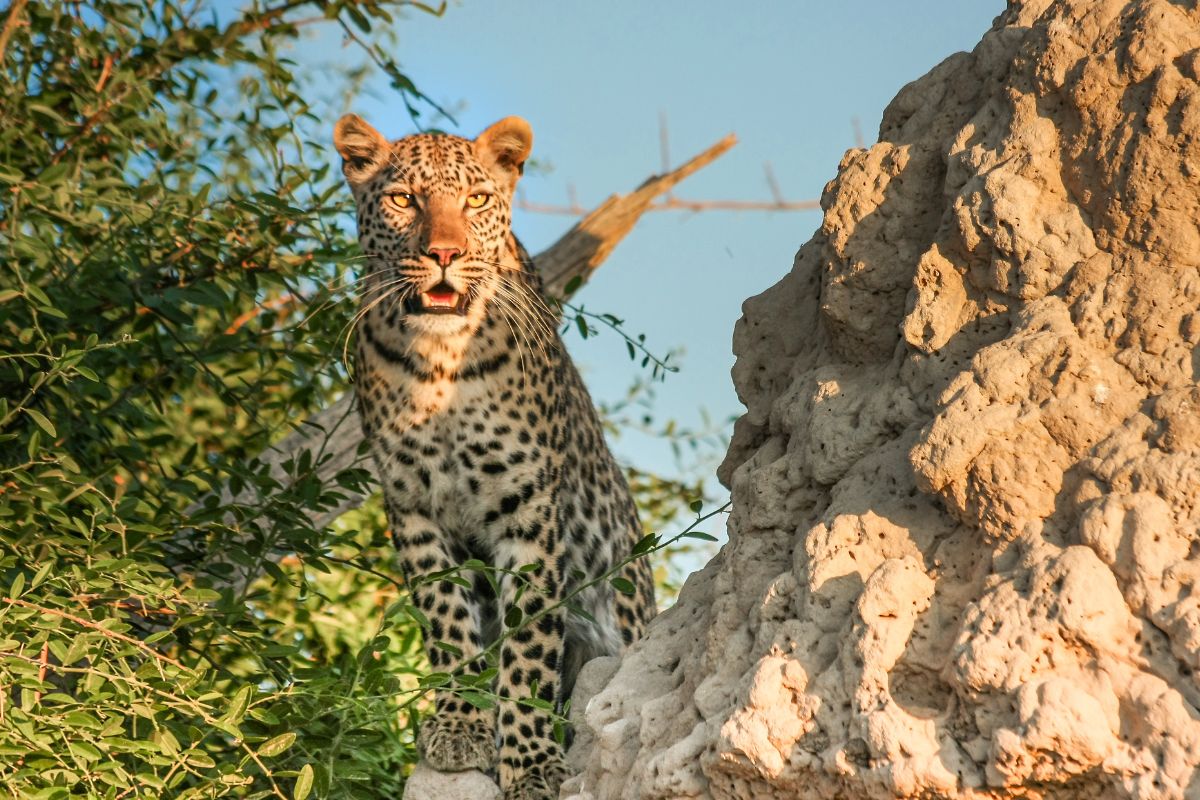Contrastes de Botswana