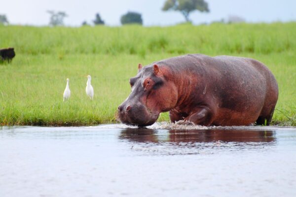 p n chobe