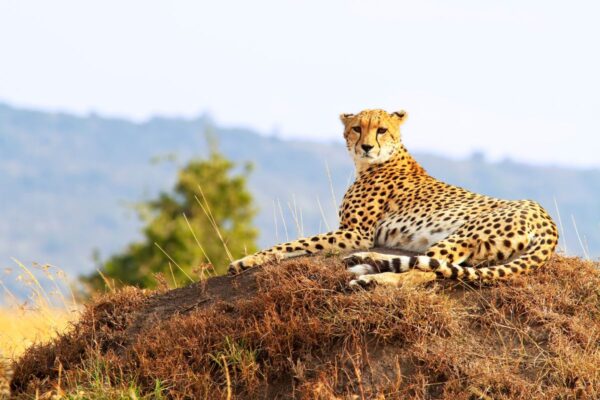 Cheeta en Masai Mara Cheeta en Masai Mara