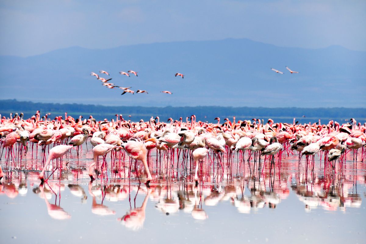 Safari Risala en Kenia