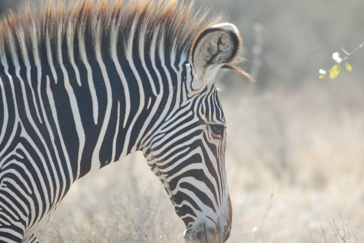 Safari Tembea en Kenia con Zanzibar de lujo