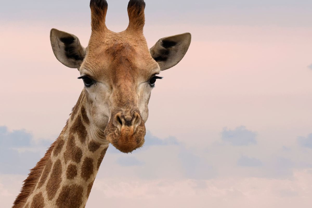 Safari Tembea en Kenia con Zanzibar de lujo
