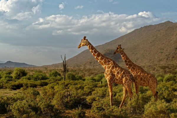 jirafas Samburu jirafas Samburu
