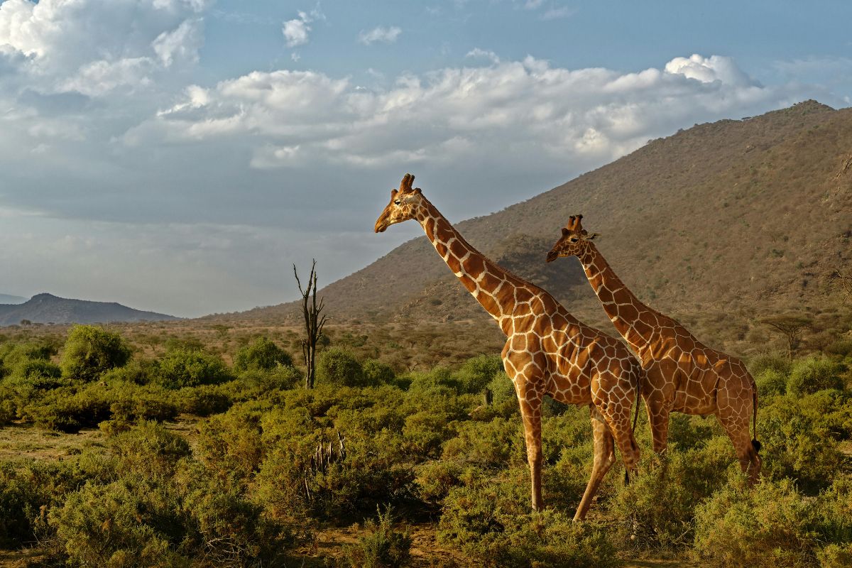 Safari Tembea en Kenia