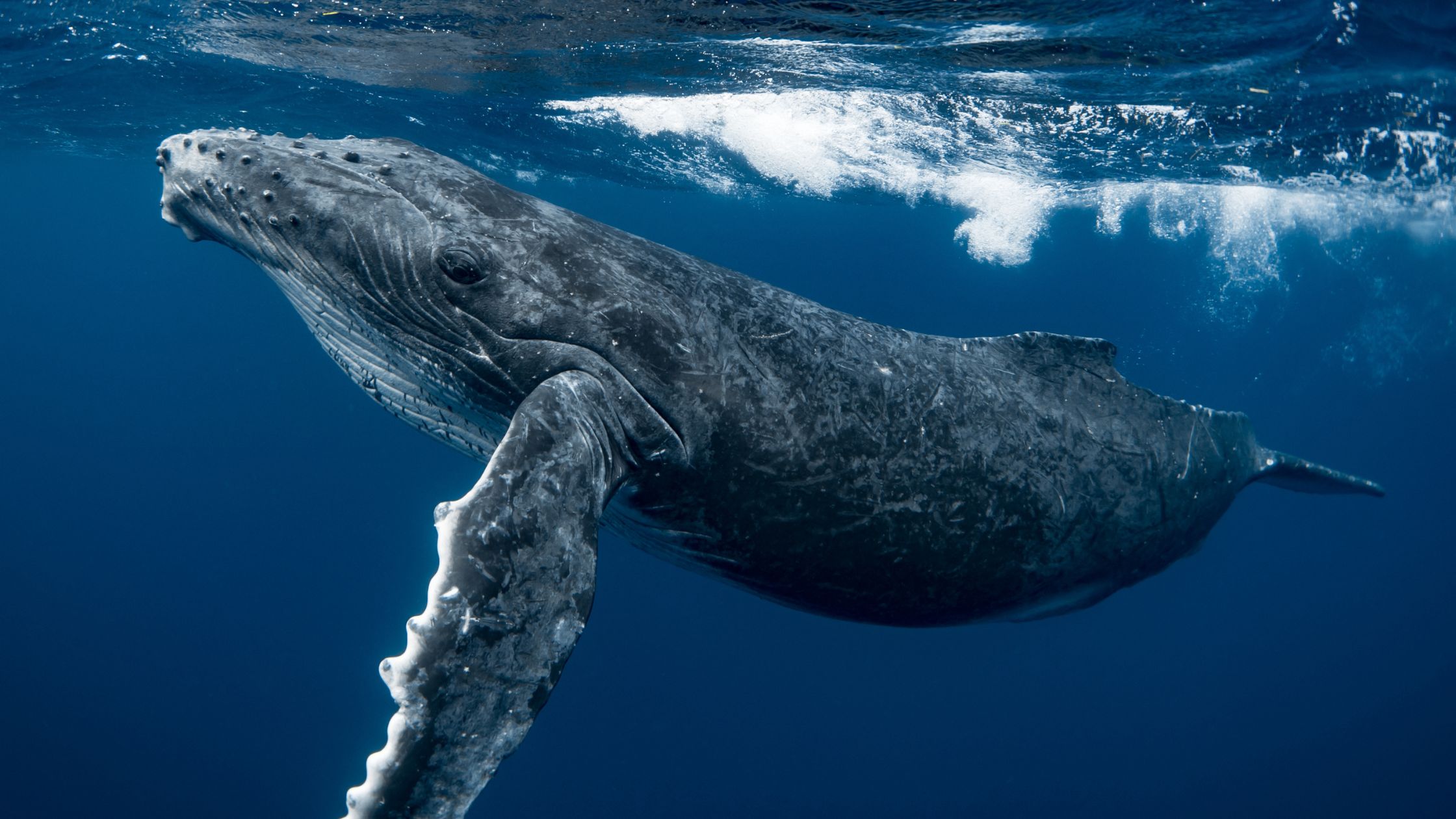 Oceanía
