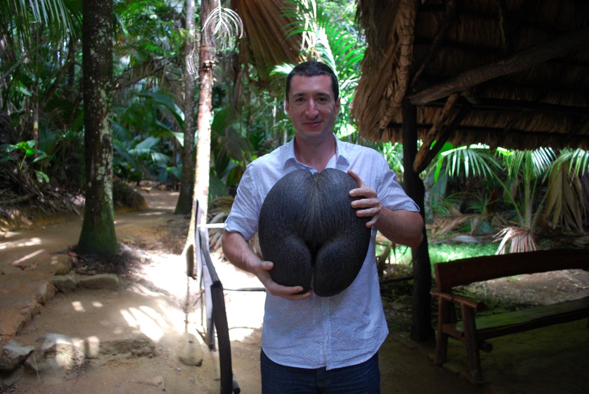 Seychelles cocos