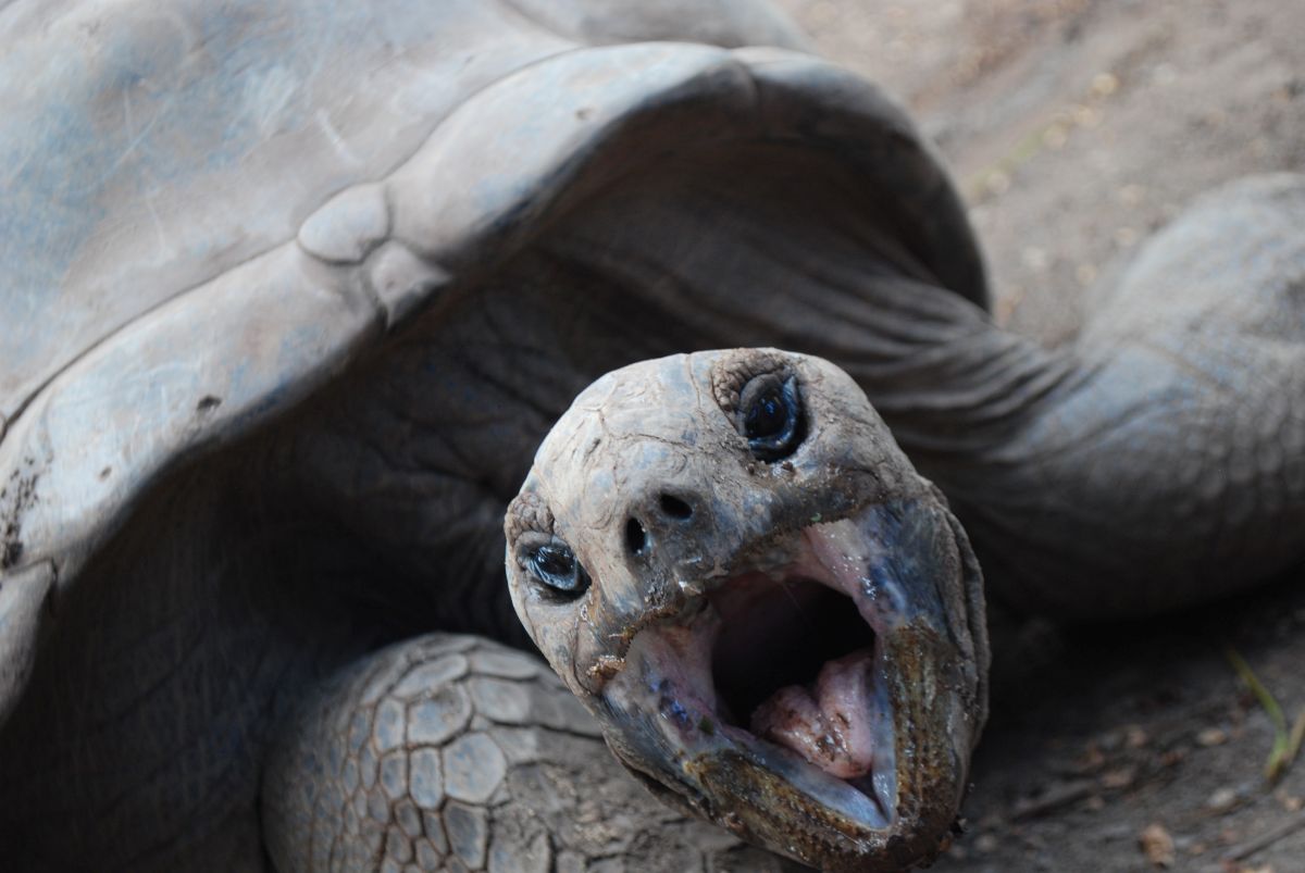 Tortuga gigante Mauricio