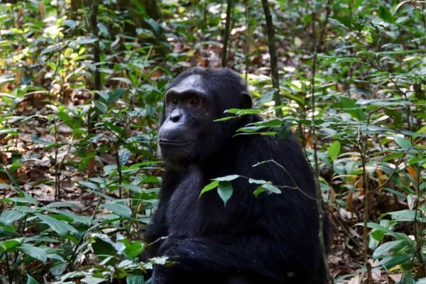 Kibalo primate