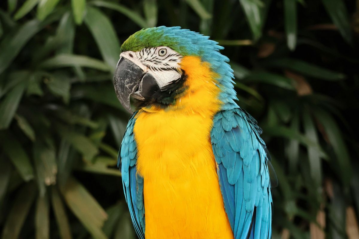 Amazonas y Caribe Colombiano