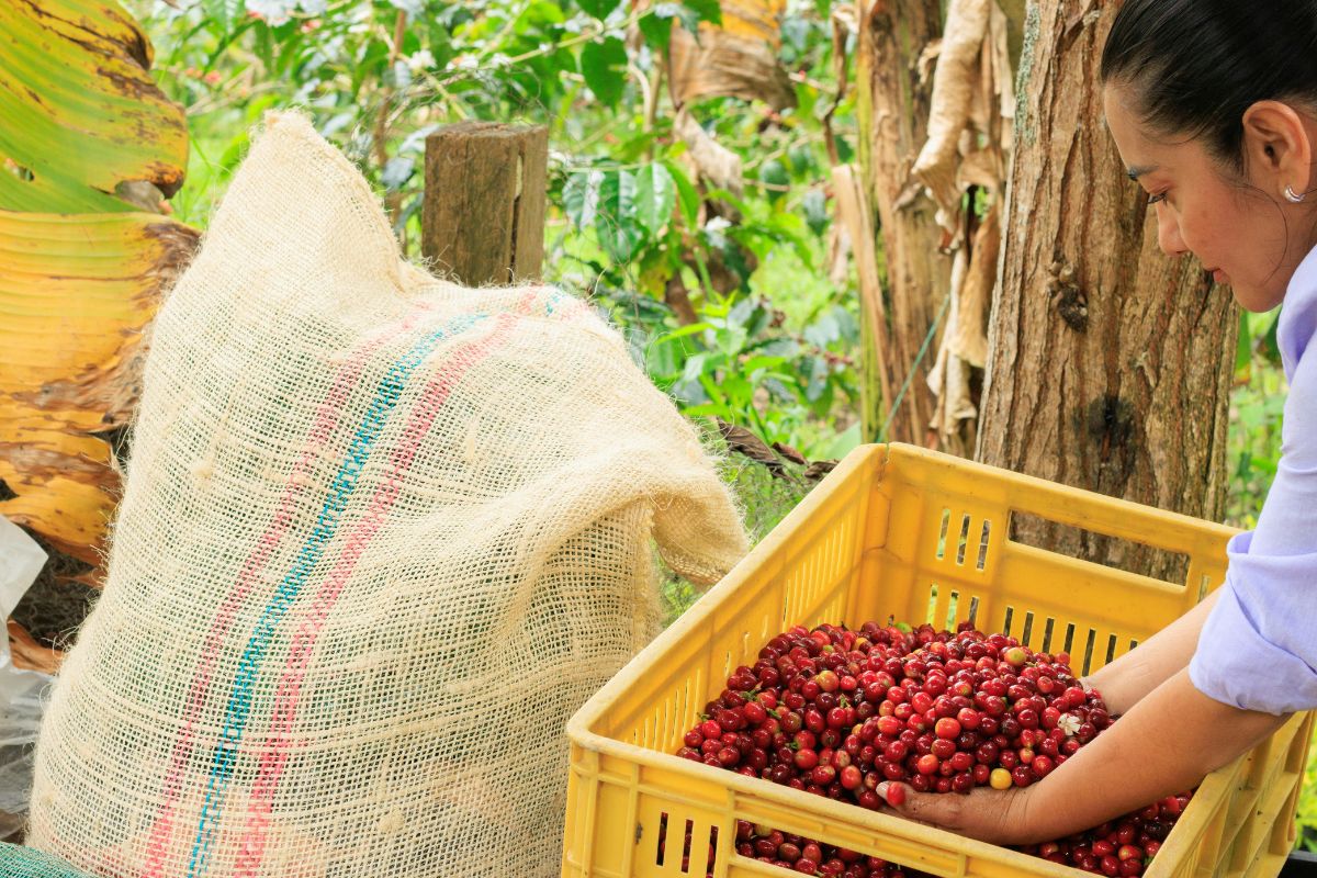 Colombia: Del Café al Caribe