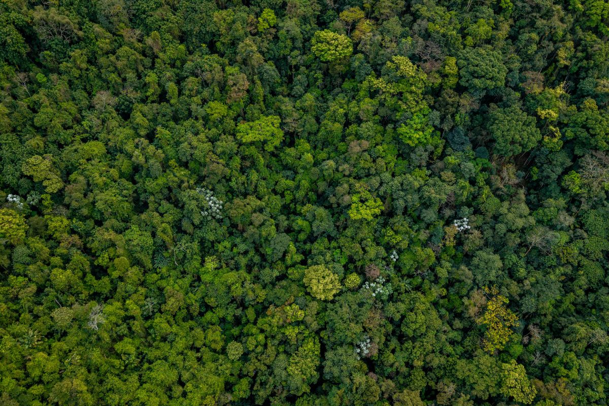 Amazonas y Caribe Colombiano